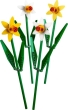 40646 Daffodils