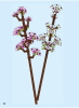 40725 Cherry Blossoms page 050