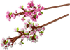 40725 Cherry Blossoms