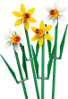 40747 Daffodils